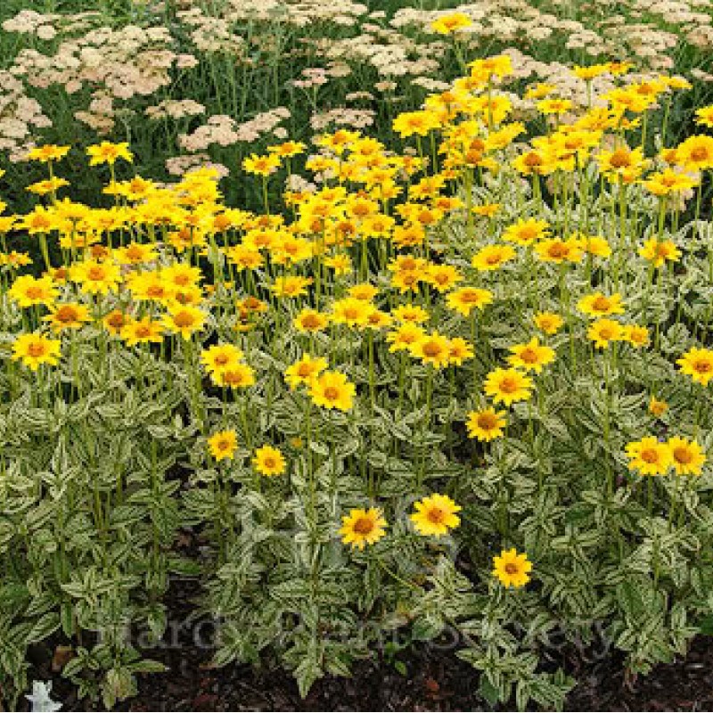 Heliopsis helianthoides ‘Loraine Sunshine’ - Napszemvirág