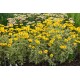 Heliopsis helianthoides ‘Loraine Sunshine’ - Napszemvirág