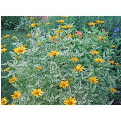 Heliopsis helianthoides ‘Loraine Sunshine’ - Napszemvirág