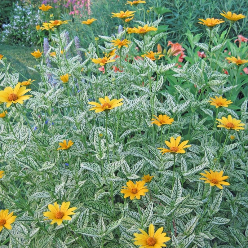 Heliopsis helianthoides ‘Loraine Sunshine’ - Napszemvirág
