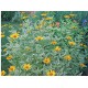 Heliopsis helianthoides ‘Loraine Sunshine’ - Napszemvirág