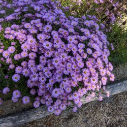Törpe őszirózsa – Symphyotrichum dumosum 'Herbstgruß vom Bresserhof'