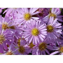 Törpe őszirózsa – Symphyotrichum dumosum 'Herbstgruß vom Bresserhof'