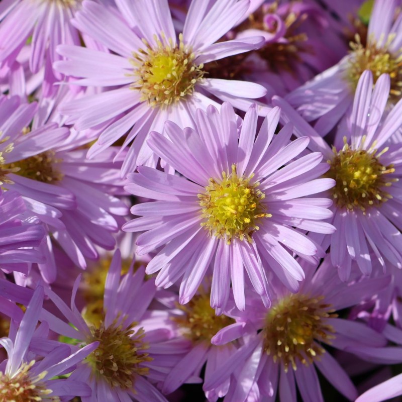 Törpe őszirózsa – Symphyotrichum dumosum 'Herbstgruß vom Bresserhof'