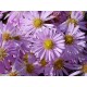 Törpe őszirózsa – Symphyotrichum dumosum 'Herbstgruß vom Bresserhof'