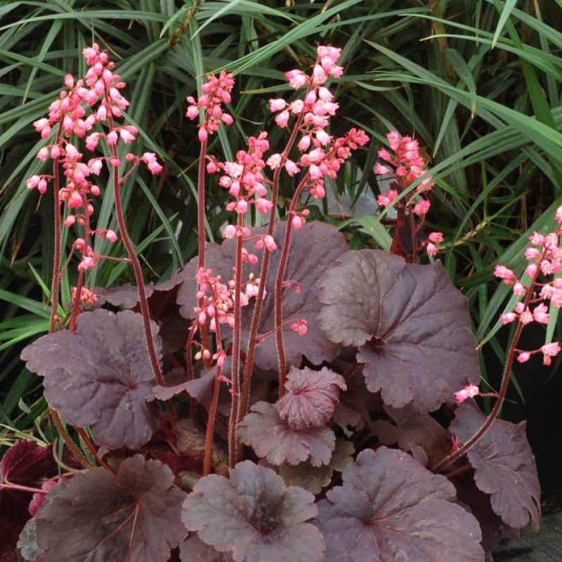 Heuchera ‘Bella Notte’ - Tűzeső