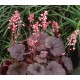 Heuchera ‘Bella Notte’ - Tűzeső