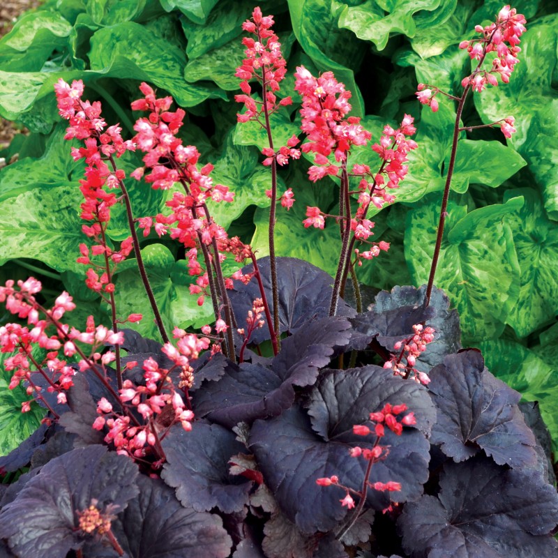 Heuchera ‘Bella Notte’ - Tűzeső