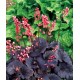 Heuchera ‘Bella Notte’ - Tűzeső