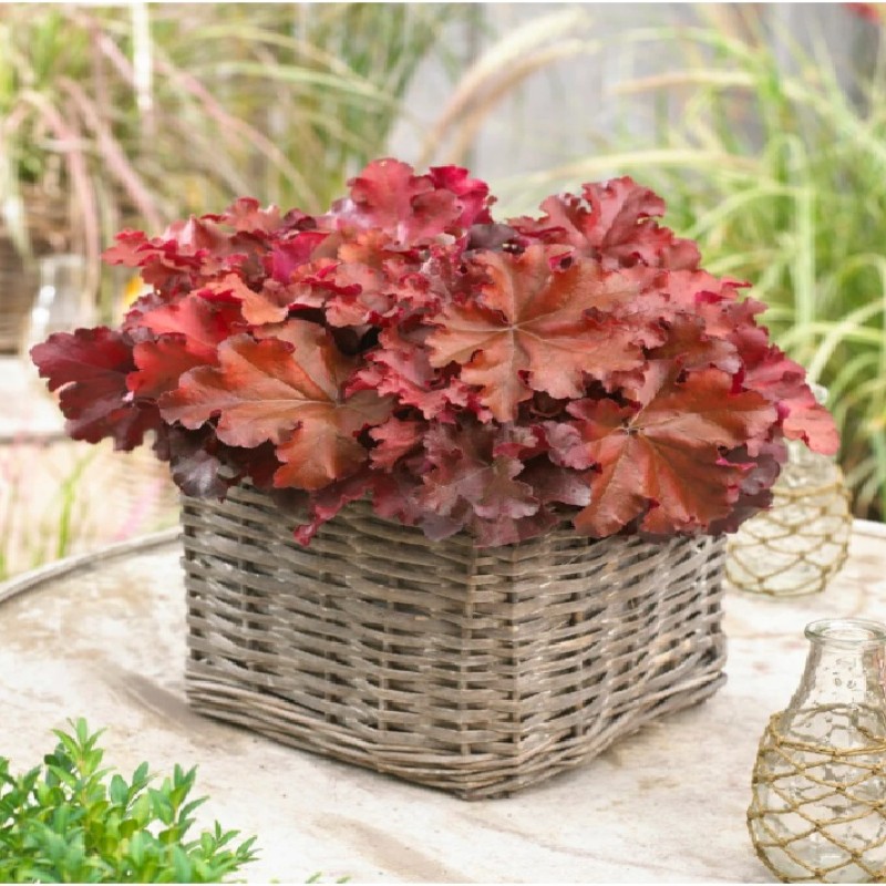 Heuchera ‘Boysenberry’ - Tűzeső