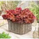 Heuchera ‘Boysenberry’ - Tűzeső