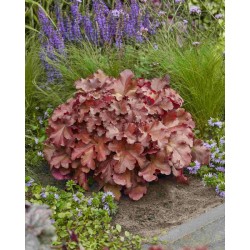 Heuchera ‘Boysenberry’ - Tűzeső