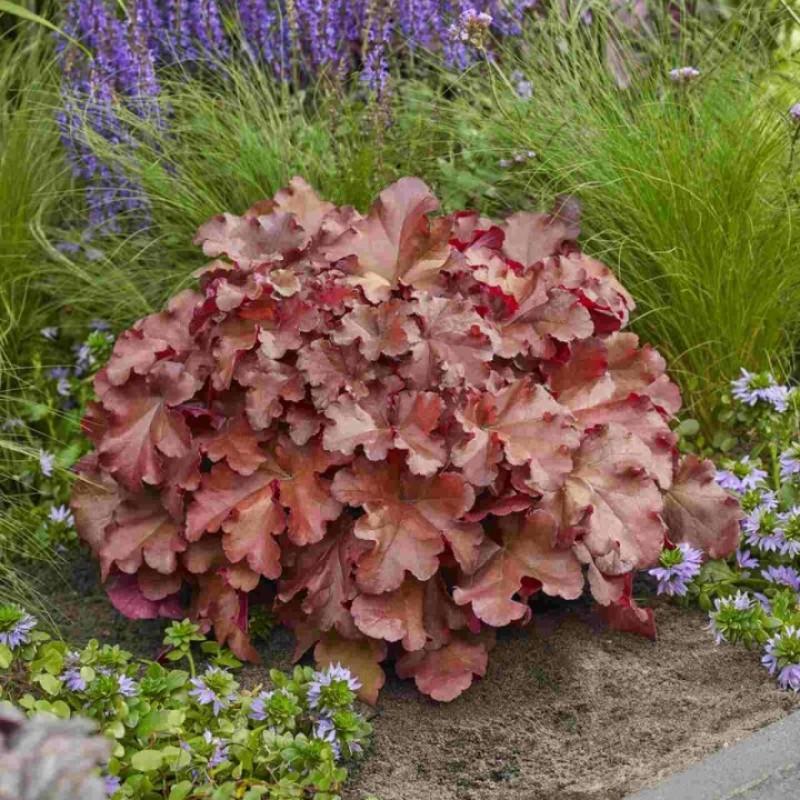 Heuchera ‘Boysenberry’ - Tűzeső