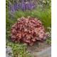 Heuchera ‘Boysenberry’ - Tűzeső