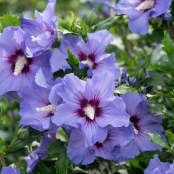 Hibiscus syriacus ‘Marina’ - mályvacserje
