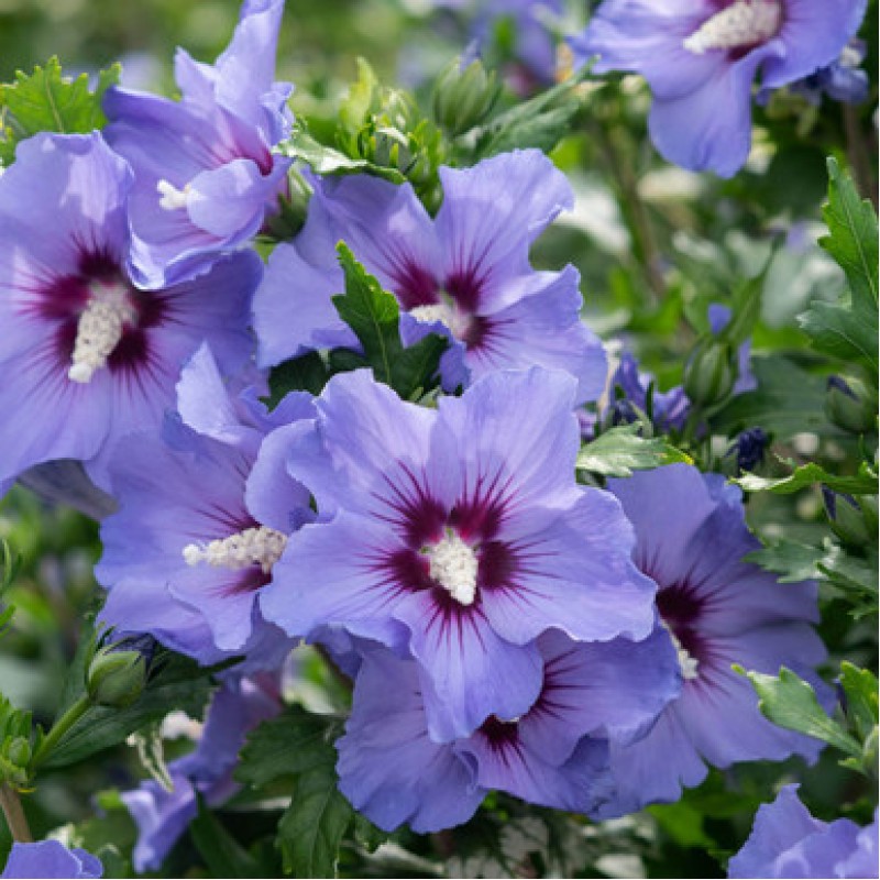 Hibiscus syriacus ‘Marina’ - mályvacserje