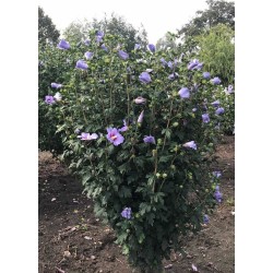 Hibiscus syriacus ‘Marina’ - mályvacserje