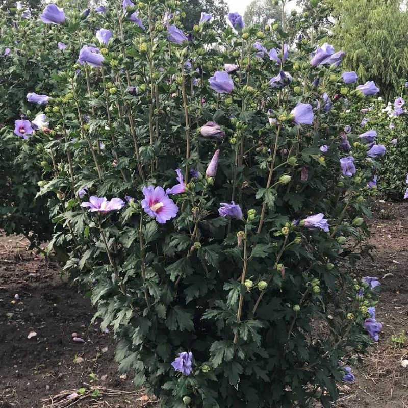 Hibiscus syriacus ‘Marina’ - mályvacserje