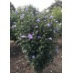 Hibiscus syriacus ‘Marina’ - mályvacserje