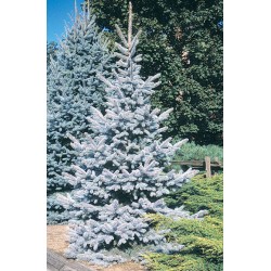 Picea pungens ‘Hoopsii’ - Oltott ezüst fenyő