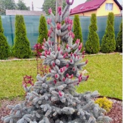 Picea pungens ‘Hoopsii’ - Oltott ezüst fenyő