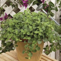 Origanum vulgare ‘Hot and Spicy’ – Csípős oregánó
