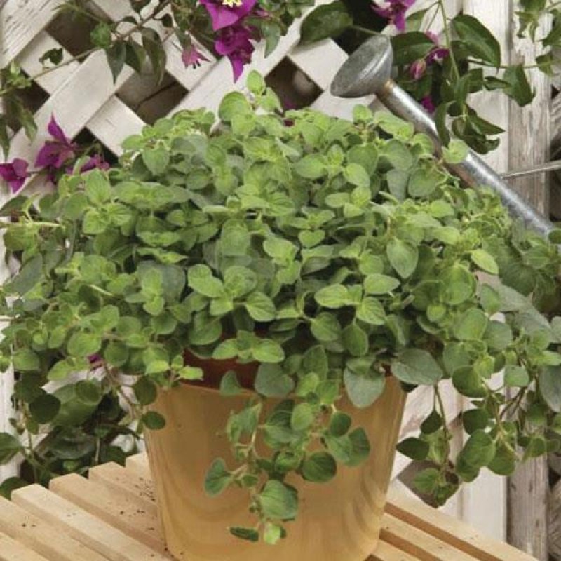 Origanum vulgare ‘Hot and Spicy’ – Csípős oregánó