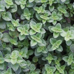 Origanum vulgare ‘Hot and Spicy’ – Csípős oregánó