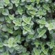 Origanum vulgare ‘Hot and Spicy’ – Csípős oregánó