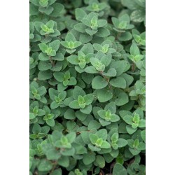 Origanum vulgare ‘Hot and Spicy’ – Csípős oregánó