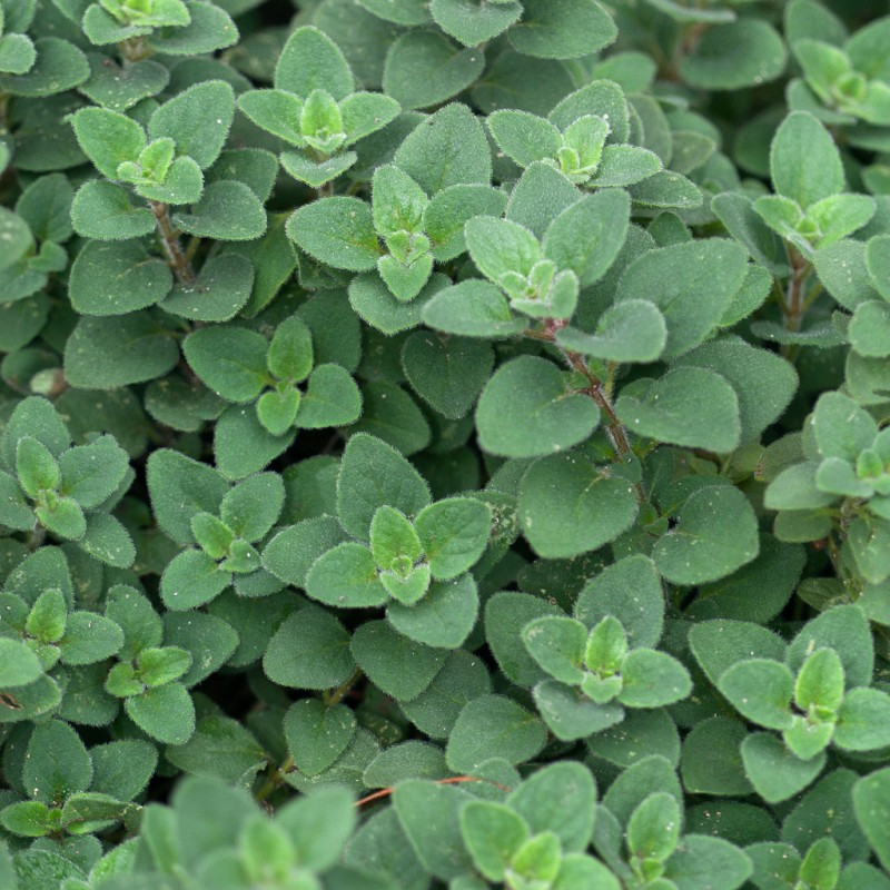 Origanum vulgare ‘Hot and Spicy’ – Csípős oregánó