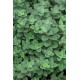 Origanum vulgare ‘Hot and Spicy’ – Csípős oregánó