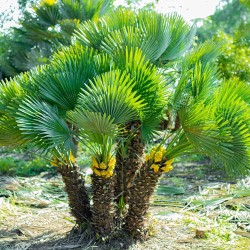 Chamaerops humilis - Európai törpepálma C10