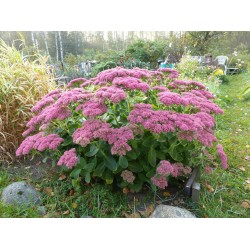 Hylotelephium 'Herbstfreude' – őszi varjúháj