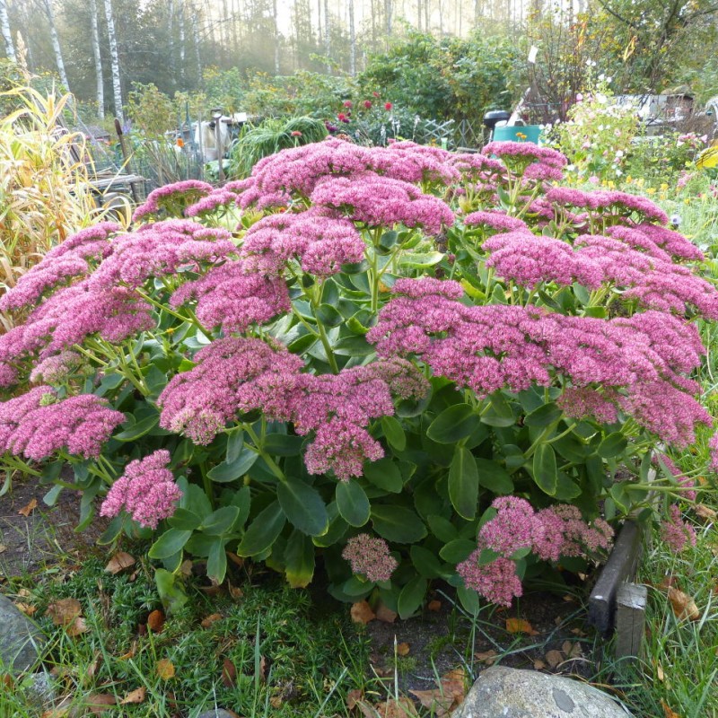 Hylotelephium 'Herbstfreude' – őszi varjúháj