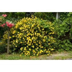 Hypericum ‘Hidcote’ - Nagyvirágú orbáncfű