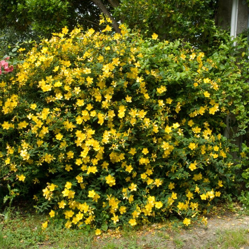 Hypericum ‘Hidcote’ - Nagyvirágú orbáncfű