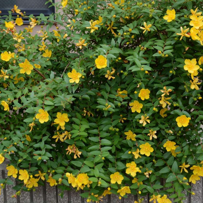 Hypericum ‘Hidcote’ - Nagyvirágú orbáncfű