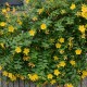 Hypericum ‘Hidcote’ - Nagyvirágú orbáncfű