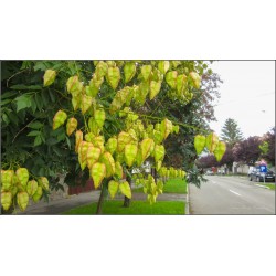 Koelreuteria paniculata - Bugás csörgőfa