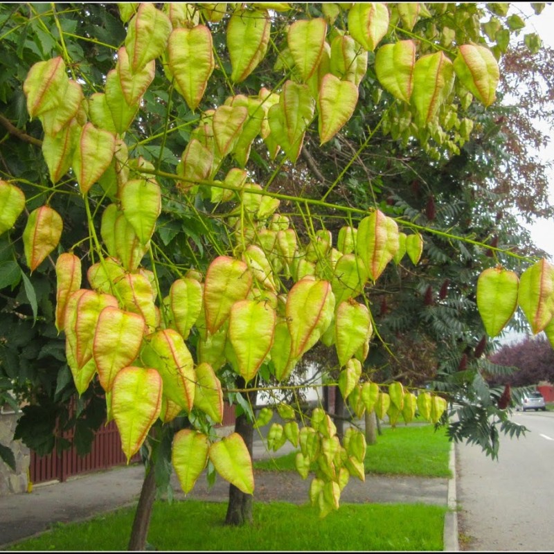 Koelreuteria paniculata - Bugás csörgőfa