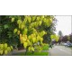 Koelreuteria paniculata - Bugás csörgőfa