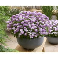 Iberis sempervirens 'Summer Vibes' – Rózsaszín tatárvirág