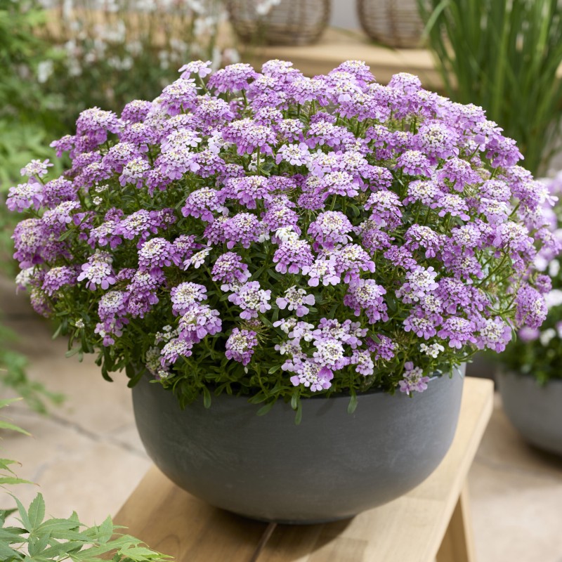 Iberis sempervirens 'Summer Vibes' – Rózsaszín tatárvirág