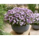 Iberis sempervirens 'Summer Vibes' – Rózsaszín tatárvirág