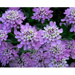 Iberis sempervirens 'Summer Vibes' – Rózsaszín tatárvirág