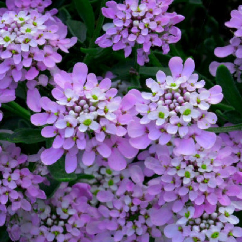 Iberis sempervirens 'Summer Vibes' – Rózsaszín tatárvirág