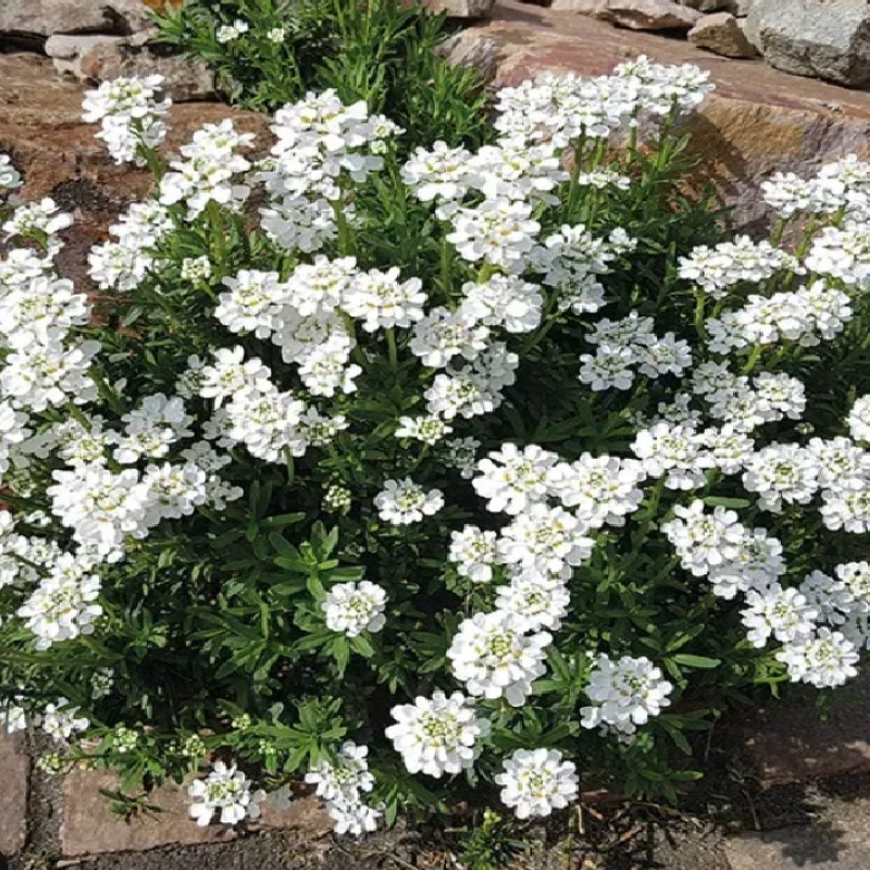 Iberis sempervirens – Örökzöld tatárvirág