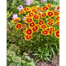 Coreopsis ‘Solar Iewel’ - Nagyfeszkü Menyecskeszem