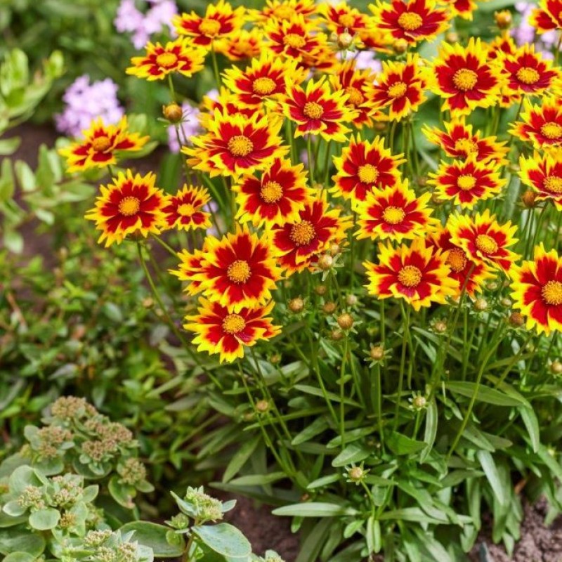 Coreopsis ‘Solar Iewel’ - Nagyfeszkü Menyecskeszem
